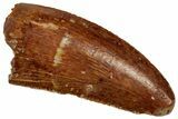 Serrated Raptor Tooth - Feeding Worn Tip #332274-1